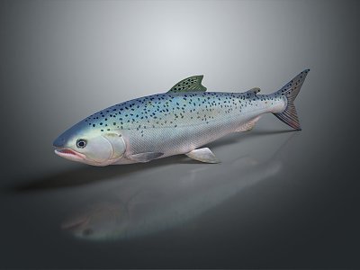 modern fish freshwater fish marine fish animal 3d model