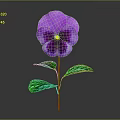 Vibrant Purple Pansy Flower With Green Leaves On Gray Background