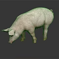 Realistic Pink Pig Standing on Black Background with Clear Visible Reflection 3d model