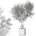 Bonsai Olive Tree With Lush Green Foliage And Exposed Roots In Square Pot