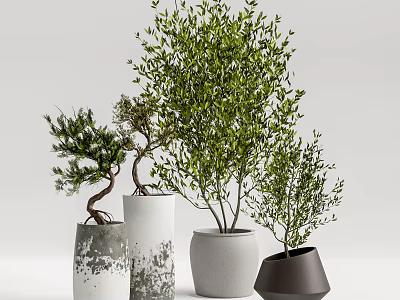 Bonsai and Potted Plants With Various Ceramic Concrete Planters For Indoor Decoration 3d model