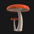Red Spotted Mushrooms Large And Small With White Spots White Stems Against Black Background