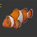 Vibrant Tropical Orange Clownfish With White Stripes And Black Edged Fins