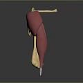 3D Anatomical Model Displaying Muscle And Joint Structure With Red Yellow Components