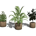 Three Different Green Leaf Potted Plants in Woven Pots on White Background