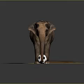 Elephant Playing with Black and White Soccer Ball on Sandy Ground