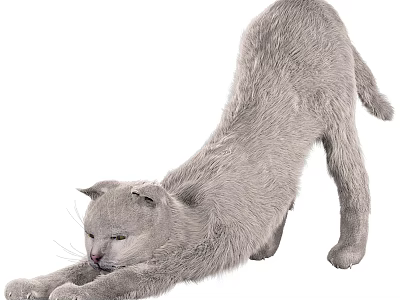 Gray Reptile Lizard Stretching Its Body On White Background Surface 3d model