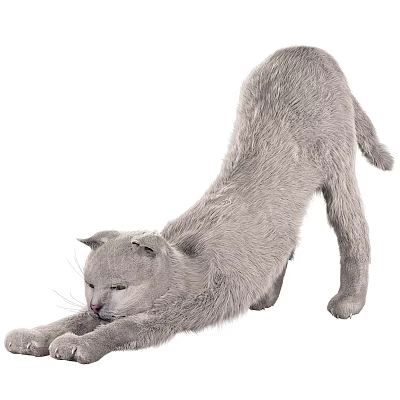 Gray Reptile Lizard Stretching Its Body On White Background Surface 3d model