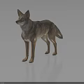 Standing Coyote With Realistic Brown Gray Fur And Reflection On Dark Background