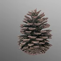 Natural Brown Pine Cone With Detailed Scales On Gray Background