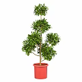 Tiered Shaped Green Plant in Red Pot with Lush Green Leaves Garden Decor