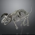 Animal Skeleton Display With Detailed Anatomical Structure And Curved Horns