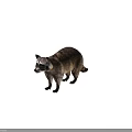 Realistic Raccoon Standing With Brown Gray Fur Isolated On Green Background