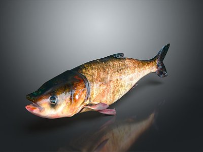 Catfish Silver Carp Head Carp Sturgeon Bass Freshwater Fish Various Carp Grass Carp Crucian Carp 3d model