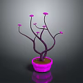 Purple Stemmed Potted Plant with Pink Flowers and Pink Pot on Dark Background