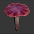 Vibrant Pinkish Purple Mushroom with Rounded Cap and Sturdy Stem on White Background