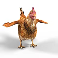 Brown Hen With Red Comb Standing On White Background And Detailed Feathers