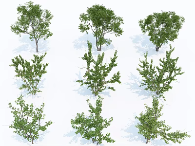 Different Arbor Tree Varieties With Green Foliage And Natural Shapes 3d model