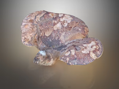 Fresh Organic Wild Vegetable Mushroom With Brown Cap And White Gills 3d model