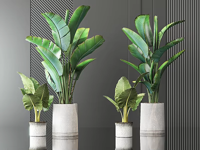 Large Leaf Potted Plants In Cement Pots With Vertical Stripe Background 3d model
