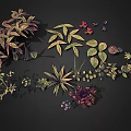 Various Plant Leaves Flowers And Small Fruits Illustration On Black Background