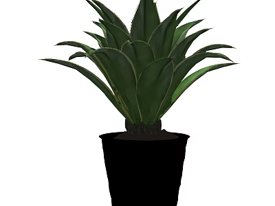 Potted Agave Plant with Green Large Spiky Leaves in Black Pot 3d model