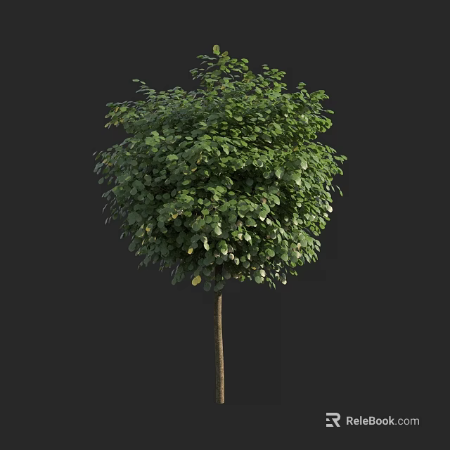 Lush Green Arbor Tree With Rounded Canopy And Slender Brown Trunk 3d model