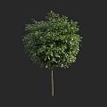 Lush Green Arbor Tree With Rounded Canopy And Slender Brown Trunk 3d model
