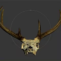 Detailed Deer Skull With Antlers Showcasing Natural Bone Texture And Structure Details