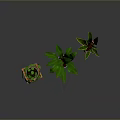 Indoor Green Plants in Purple Pots on Wooden Stands with Various Leaf Shapes