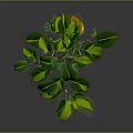 Lush Houseplant With Green And Yellow Variegated Leaves In White Pot On Dark Background