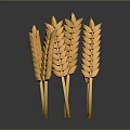 Multiple Fresh Shiny Yellow Plump Wheat Ears On Dark Background