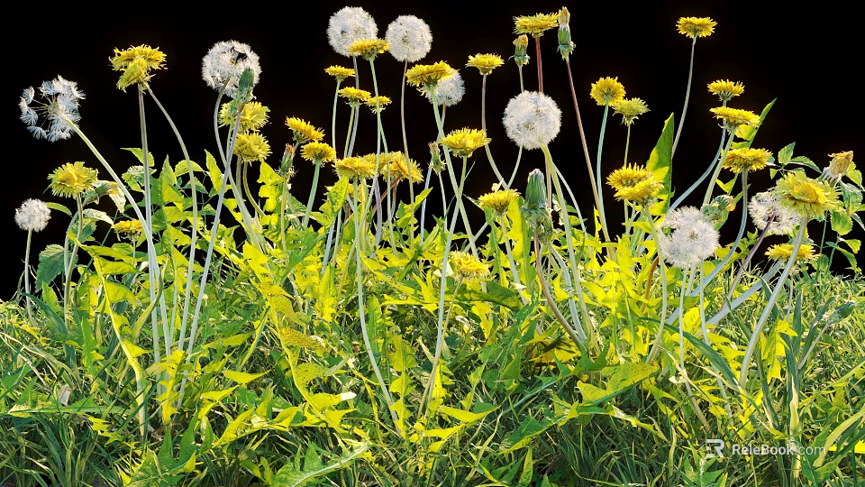 Dandelions And Yellow Flowers With Green Leaves And Stems On Black Background 3d model 