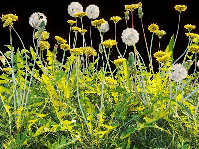 Dandelions And Yellow Flowers With Green Leaves And Stems On Black Background 3d model