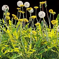 Dandelions And Yellow Flowers With Green Leaves And Stems On Black Background