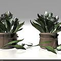 Bonsai Potted Plants With White Flowers Green Leaves Beige Burlap Pots Scattered Leaves Flower Buds