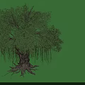 Tree With Lush Canopy Green Leaves Hanging Aerial Roots Thick Trunk And Exposed Roots