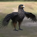 Black Bird With Yellow Beak And Spread Wings Standing On Grassy Ground