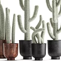 Potted Cactus Plants With Various Sizes Shapes In Brown Black Pots For Indoor Decor