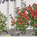 Climbing Vines With Pink White Red Flowers On Traditional Wall And Stone Base