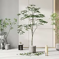 Modern Interior Featuring Various Bonsai Potted Plants With Concrete Pots And Scattered Leaves