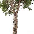 Modern Trees Landscape Trees 3d model
