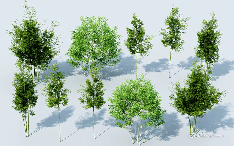 Different Types Of Bamboo Plants With Green Leaves And Tall Slender Stems In Garden 3d model 
