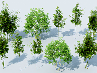 Modern bamboo 3d model