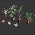 Various Potted Plants With Green Leaves And Decorative Pots For Home Decor