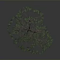 Lush Green Tree With Many Spreading Branches And Dense Foliage