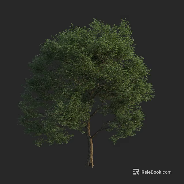Arbor with Lush Green Foliage and Brown Trunk Against Black Background 3d model 