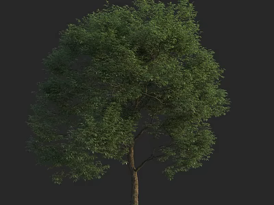 Arbor with Lush Green Foliage and Brown Trunk Against Black Background 3d model
