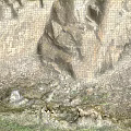 Natural Stone With Rough Brown Gray Texture In Natural Grass And Hay Environment