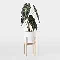 Potted Plants with Large Variegated Leaves in Textured Light Gray White and Dark Brown Planters